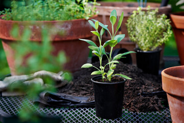 Planting herbs, sage ready to be transplanted into container garden pot