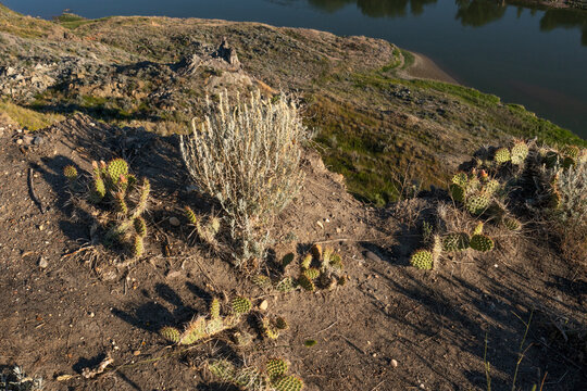 Something Prickly