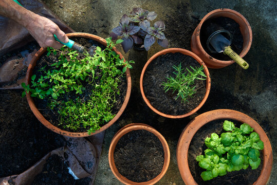 Overhead view of hand with hose watering freshly planted herbs growing in container garden pots