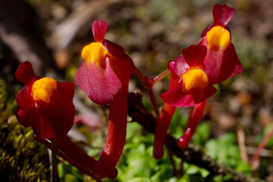 Four red flowers of the tuberous bladderwort Utricularia menziesii, Australia