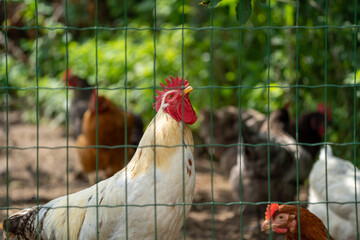 Chickens behind a green fence looking at the camera or looking for some food on a farm with a lot of green colours in the background