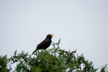 Common blackbird on top of a green tree singing

