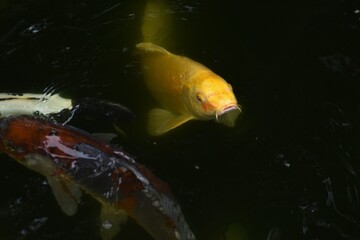 Japanese'Nishikigoi'is a popular carp as a'Swimming jewel'in Japanese-style gardens and shrine...