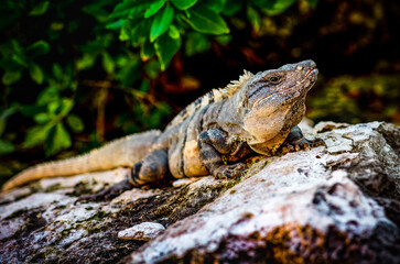 iguana on the rock