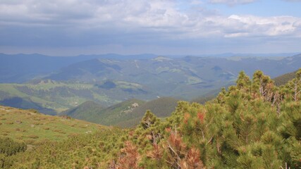 Green plants of a rock at an altitude. Mountain range in the background. Observation into the distance, relaxes the attention of a person. Shaking the camera.