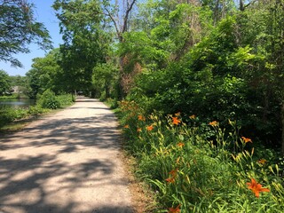 Orange lilies in bloom in Southards Pond Park in Babylon, Long Island, New York.