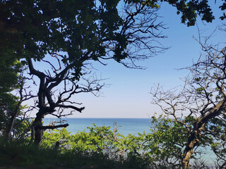 Coastal forest at the baltic sea in Rostock, Germany