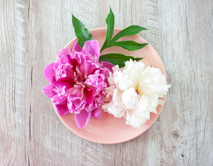 Pink and white peony flower on a plate. Festive table decoration, table setting. Festive background for restaurant, cafe, menu, food sale site