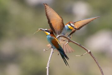 Abejaruco europeo