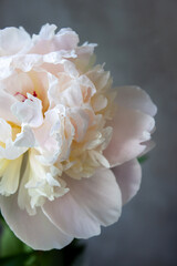 Flower. White peony on gray textured background. Floral blooming background. Macro photo. Selective focus