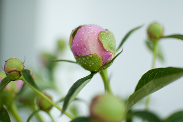 Close up of bouquet of fresh pink peonies, seasonal concept