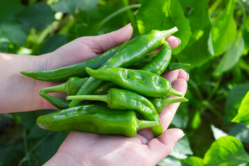 A woman holds peppers against a background of greenery. Vegetarian healthy food