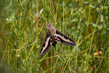 Hyles gallii, the bedstraw hawk-moth or galium sphinx  in the grass in the meadow.Place for text.