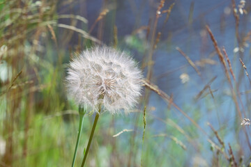 A fluffy seed head of  Salsify plant  (Tragopogon) in the meadow.