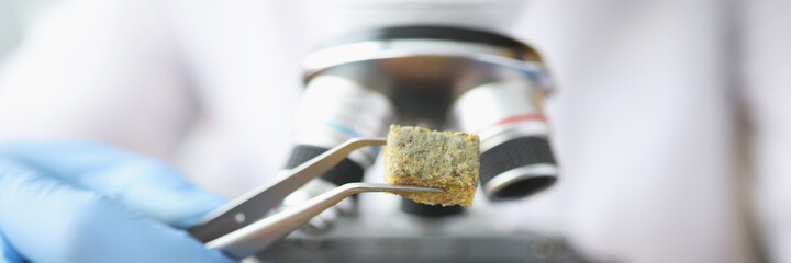 Scientist holding piece of moldy bread with tweezers near microscope closeup