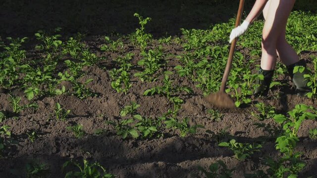 farmer working in the garden. hoeing a vegetables. Farmer weeds potatoes with a hoe in the garden.