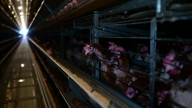 Indoor farm of hens that lay eggs.