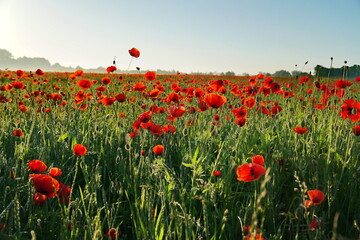 Mohnbl&uuml;te in Schleswig Holstein