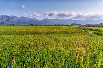 The wetlands of Pego - Oliva, with green rice fields, at sunset.