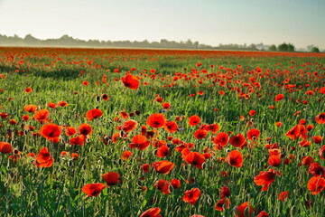 Mohnbl&uuml;te in Schleswig Holstein