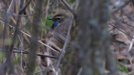 Flying House sparrow on a white background