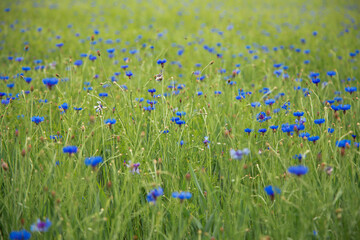 the green meadow with a blue field flowers