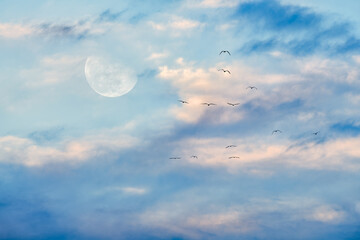Moon Ethereal Surreal Birds Sky Nature Inspirational Heaven