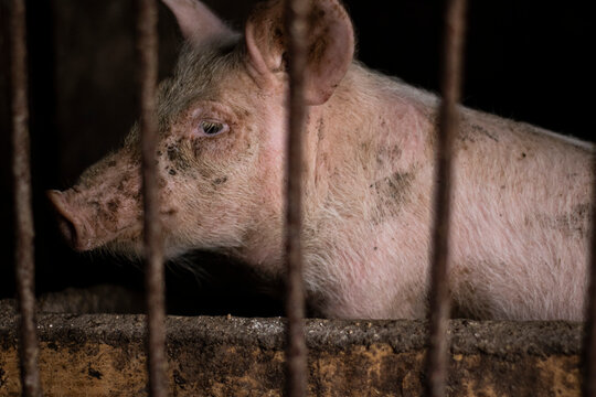 Dirty Pig In A Cage Side View