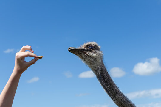 A girl feeds an ostrich. sky background