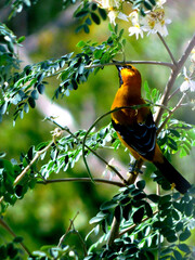 Libre en la naturaleza 