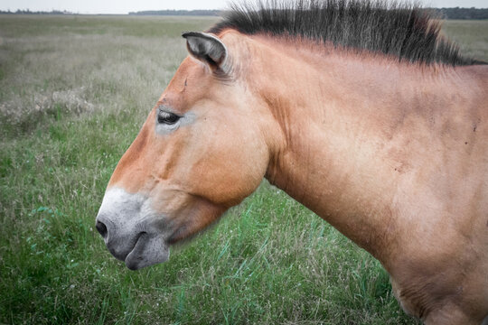Przewalski's horse grazes in the field in the summer. Wildlife. Close-up. Reserve Askania-Nova
