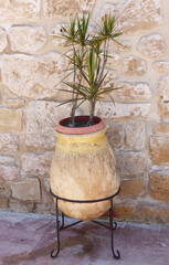 Dragon tree (Dracaena marginata) inside the huge rustic beige clay pot that is leaning on narrow black metal legs in the outdoor Mediterranean courtyard, with a stone wall as a background.