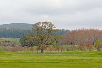 Obraz premium Golf course with spring trees of Powerscourt estate in Wicklow mountain landscape on a cloudy day 