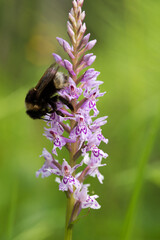 un bell'insetto colorato mentre si nutre di un bel fiore, la bellezza degli insetti in natura, gli insetti e la flora di montagna