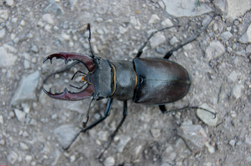 The stag beetle. A beetle in the red book. A very rare beetle.