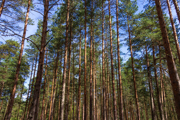 Pine trees in a forest in northern Russia on a sunny summer day. Coniferous forests of the middle latitude. Straight vertical tree trunks.