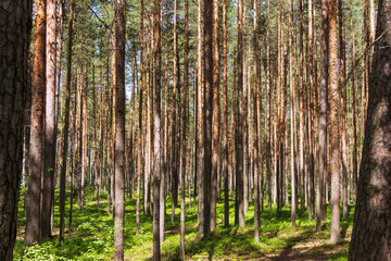 Fototapeta na wymiar Pine trees in a forest in northern Russia on a sunny summer day. Coniferous forests of the middle latitude. Straight vertical tree trunks.