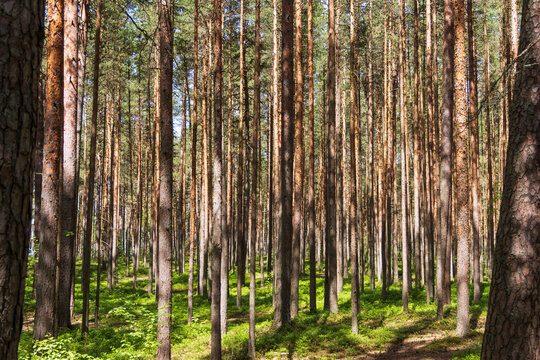 Pine trees in a forest in northern Russia on a sunny summer day. Coniferous forests of the middle latitude. Straight vertical tree trunks. © Сергей Рамильцев