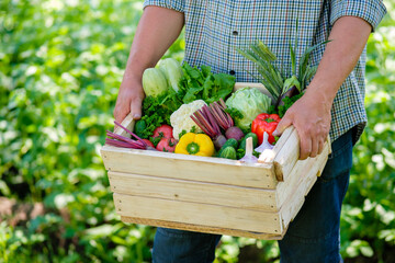 Farmer holding wooden box full of organic ripe vegetables. Harvest concept.