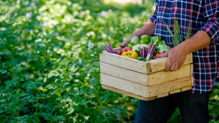 Farmer holding wooden box with fresh vegetables. Harvest concept. Banner mockup.