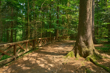 A path in the Moravian forest