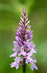 un bel gruppo di fiori di montagna colorati, la bellezza della nature e dei suoi colori, la particolare flora che si pu&ograve; trovare in montagna