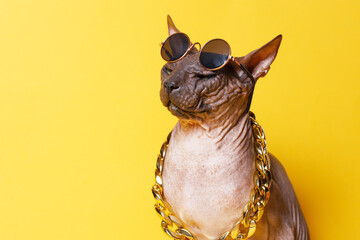 Cat of breed sphinx wearing in fashion glasses and a gold chain. Naked cat. A kitten without wool. Yellow background.