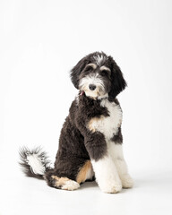 Bernedoodle Puppy
