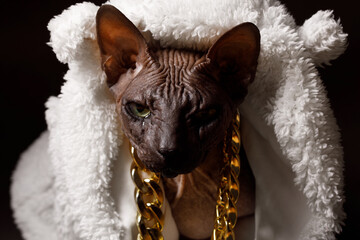 Cat of breed sphinx wearing in fashion glasses, white fur coat and a gold chain. Naked cat. A kitten without wool. Dark background.