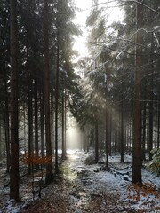 Fototapeta premium Mystic Thuringian Forest, Germany