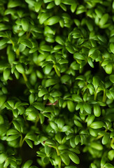 Fototapeta na wymiar fresh microgreens for food decoration