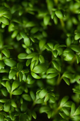 Fototapeta na wymiar fresh microgreens for food decoration