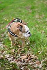 Beautiful dog english bulldog on a walk.