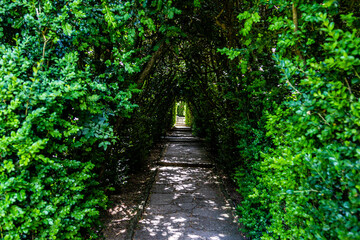 Bushes with a path in the park. Arch-shaped bushes. The arch in the park. A shady path.